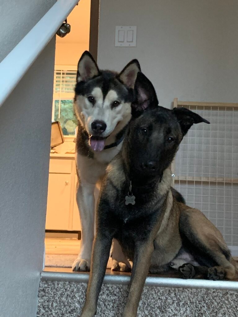 Two dogs, a Husky mix and a Belgian Malinois, on the stairs